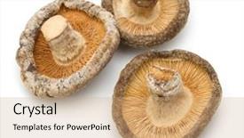  Presentation with fungi - Beautiful slide set featuring mushroom isolated on white background backdrop and a coral colored foreground