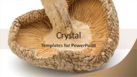  Presentation with fungi - PPT theme having mushroom isolated on white background background and a yellow colored foreground