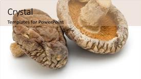  Presentation with fungi - Colorful presentation enhanced with mushroom isolated on white background backdrop and a coral colored foreground