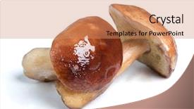  Presentation with fungi - Beautiful presentation featuring mushroom isolated on white background backdrop and a coral colored foreground