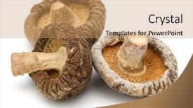  Presentation with fungi - Audience pleasing presentation design consisting of mushroom isolated on white background backdrop and a coral colored foreground