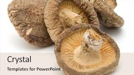  Presentation with pure culture mushroom - Audience pleasing presentation theme consisting of mushroom isolated on white background backdrop and a coral colored foreground