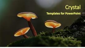  Presentation with magic mushroom - Amazing presentation having mushroom lanterns autumn forest fairy backdrop and a tawny brown colored foreground