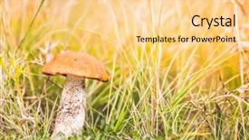  Presentation with mushroom fly agaricus - PPT layouts having mushroom leccinum in the forest background and a  colored foreground