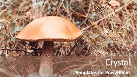  Presentation with mushroom - Beautiful presentation featuring mushroom leccinum in the forest backdrop and a  colored foreground