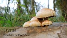  Presentation with mushroom - Slide deck having mushroom-on-wooden-stump background and a coral colored foreground
