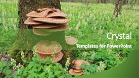  Presentation with spring tree - Beautiful PPT layouts featuring dryad - mushroom polyporus squamosus backdrop and a seafoam green colored foreground