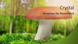  Presentation with moss - PPT theme enhanced with mushroom russula in green moss background and a  colored foreground