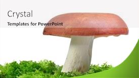  Presentation with white green - Colorful theme enhanced with mushroom-russula-in-green-moss backdrop and a lemonade colored foreground
