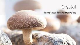  Presentation with mushrooms - Cool new PPT theme with mushrooms being cultivated the traditional backdrop and a light gray colored foreground