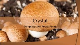  Presentation with farm - PPT theme featuring mushrooms - champignons cultivated on a farm background and a gold colored foreground