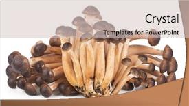  Presentation with honey - Slide deck consisting of agarics isolated on white background background and a lemonade colored foreground