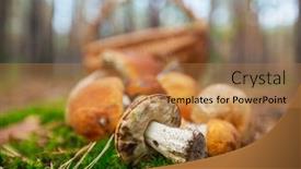  Presentation with mushrooms - Audience pleasing presentation consisting of mushrooms collection backdrop and a coral colored foreground