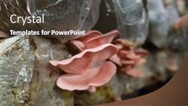  Presentation with plastic bag - Audience pleasing presentation design consisting of mushrooms-growing-in-plastic-bag backdrop and a tawny brown colored foreground