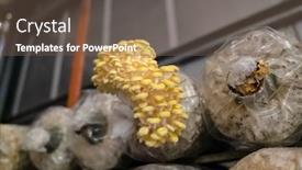  Presentation with plastic bag - Cool new slide set with mushrooms-growing-in-plastic-bag backdrop and a violet colored foreground