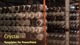  Presentation with plastic bag - Presentation consisting of mushrooms-growing-in-plastic-bag background and a tawny brown colored foreground