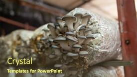  Presentation with plastic bag - Beautiful presentation theme featuring mushrooms-growing-in-plastic-bag backdrop and a tawny brown colored foreground