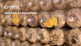  Presentation with plastic bag - PPT theme with mushrooms-growing-in-plastic-bag background and a coral colored foreground