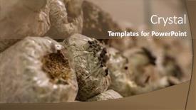  Presentation with plastic bag - Presentation theme featuring mushrooms-growing-in-plastic-bag background and a coral colored foreground