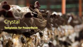 Presentation with plastic bag - Cool new slide set with mushrooms-growing-in-plastic-bag backdrop and a tawny brown colored foreground