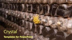  Presentation with plastic bag - Amazing theme having mushrooms-growing-in-plastic-bag backdrop and a tawny brown colored foreground