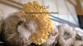  Presentation with mushrooms - PPT layouts consisting of mushrooms-growing-in-plastic-bag background and a yellow colored foreground