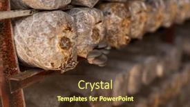  Presentation with plastic bag - Amazing presentation having mushrooms-growing-in-plastic-bag backdrop and a tawny brown colored foreground