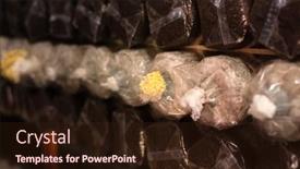  Presentation with plastic bag - Audience pleasing slide deck consisting of mushrooms-growing-in-plastic-bag backdrop and a wine colored foreground