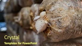  Presentation with plastic bag - Slide deck having mushrooms-growing-in-plastic-bag background and a tawny brown colored foreground