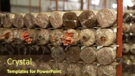  Presentation with plastic bag - Slides enhanced with mushrooms-growing-in-plastic-bag background and a tawny brown colored foreground