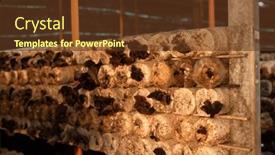  Presentation with taiwan - PPT layouts having mushrooms-growing-in-plastic-bag background and a tawny brown colored foreground