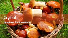  Presentation with mushrooms - PPT layouts enhanced with mushrooms in basket close up with shalow dof background and a crimson colored foreground