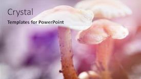  Presentation with magic mushroom - PPT theme with mushrooms-in-fairytale-forest-beautiful background and a lemonade colored foreground