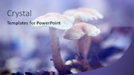  Presentation with magic mushroom - PPT theme with mushrooms-in-fairytale-forest-beautiful background and a light blue colored foreground