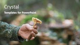  Presentation with mushrooms - Presentation design featuring mushrooms-in-male-hand background and a gray colored foreground