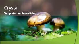  Presentation with mushrooms - Theme having mushrooms in summer forest nature background and a gray colored foreground