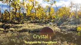  Presentation with mushrooms - 