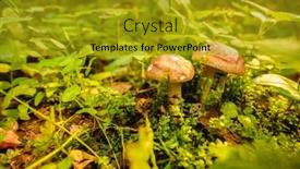  Presentation with recreation - Cool new presentation theme with mushrooms-in-the-forest-autumn backdrop and a gold colored foreground