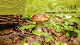  Presentation with recreation - Beautiful PPT theme featuring mushrooms-in-the-forest-autumn backdrop and a yellow colored foreground