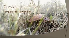  Presentation with mushrooms - Audience pleasing slide deck consisting of mushrooms-in-the-grass backdrop and a lemonade colored foreground