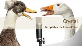  Presentation with duck - Beautiful PPT layouts featuring duck and goose singing backdrop and a lemonade colored foreground