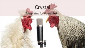  Presentation with microphone - Cool new slides with interplay - two roosters singing backdrop and a lemonade colored foreground