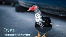  Presentation with duck - Presentation design consisting of musk-duck-with-a-red background and a ocean colored foreground