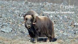  Presentation with natural - Colorful slide deck enhanced with musk-ox-ovibos-moschatus backdrop and a gray colored foreground
