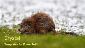  Presentation with natural - PPT theme featuring muskrat-ondatra-zibethicus-in-natural background and a tawny brown colored foreground