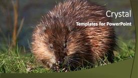 Presentation with natural - Slide deck enhanced with muskrat-ondatra-zibethicus-in-natural background and a tawny brown colored foreground