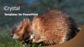  Presentation with natural - Slides consisting of muskrat-ondatra-zibethicus-in-natural background and a dark gray colored foreground