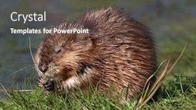  Presentation with natural - Cool new presentation design with muskrat-ondatra-zibethicus-in-natural backdrop and a tawny brown colored foreground