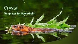  Presentation with natural - Colorful slide set enhanced with muskrat-ondatra-zibethicus-in-natural backdrop and a tawny brown colored foreground