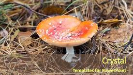  Presentation with fly - Slide deck featuring musrooms - fly agaric mushroom in forest background and a tawny brown colored foreground